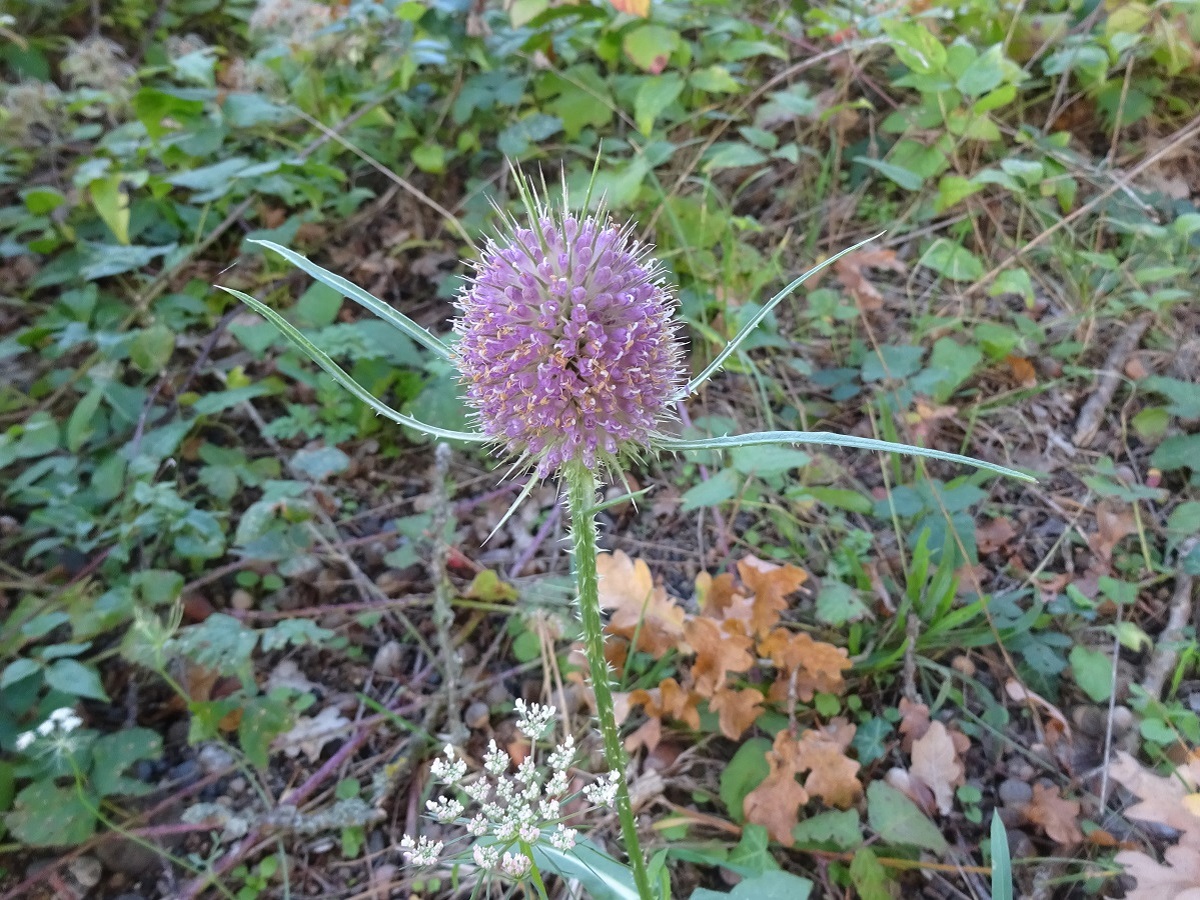 Dipsacus fullonum (Caprifoliaceae)
